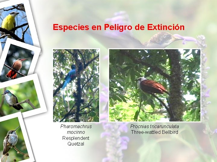 Especies en Peligro de Extinción Pharomachrus mocinno Resplendent Quetzal Procnias tricarunculata Three-wattled Bellbird 