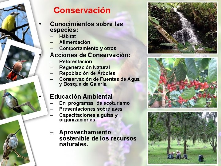Conservación • Conocimientos sobre las especies: – – – • Acciones de Conservación: –