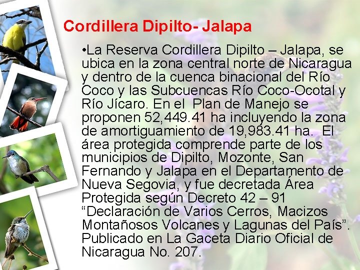 Cordillera Dipilto- Jalapa • La Reserva Cordillera Dipilto – Jalapa, se ubica en la