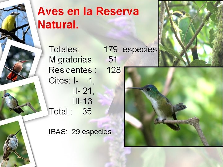 Aves en la Reserva Natural. Totales: 179 especies Migratorias: 51 Residentes : 128 Cites:
