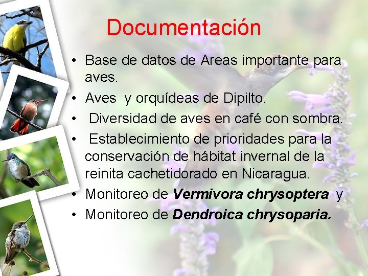 Documentación • Base de datos de Areas importante para aves. • Aves y orquídeas