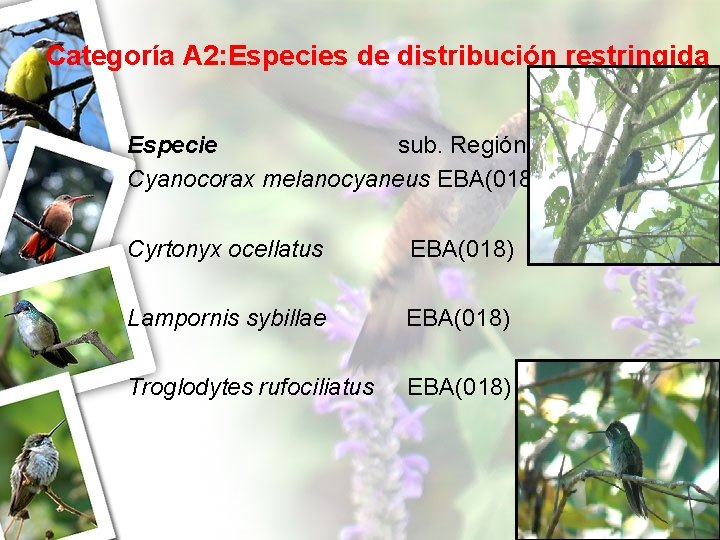 Categoría A 2: Especies de distribución restringida Especie sub. Región Cyanocorax melanocyaneus EBA(018) Cyrtonyx