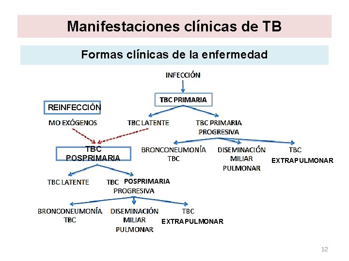 Manifestaciones clínicas de TB Formas clínicas de la enfermedad REINFECCIÓN TBC POSPRIMARIA EXTRAPULMONAR 12 Manifestaciones clínicas de TB Formas clínicas de la enfermedad REINFECCIÓN TBC POSPRIMARIA EXTRAPULMONAR 12
