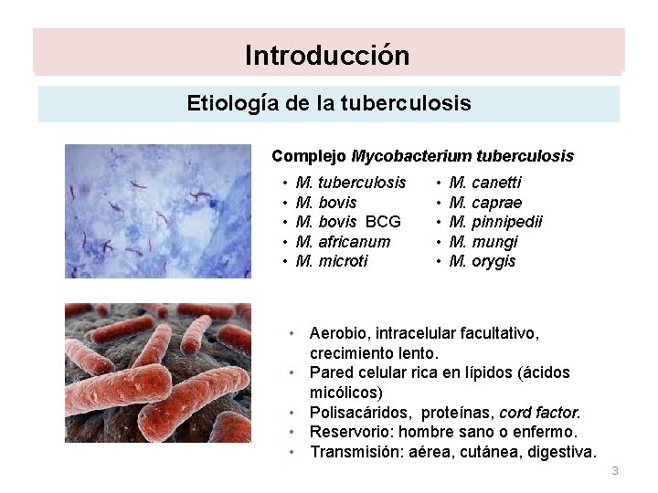 Etiología Introducción Etiología de la tuberculosis Complejo Mycobacterium tuberculosis • • • M. tuberculosis Etiología Introducción Etiología de la tuberculosis Complejo Mycobacterium tuberculosis • • • M. tuberculosis