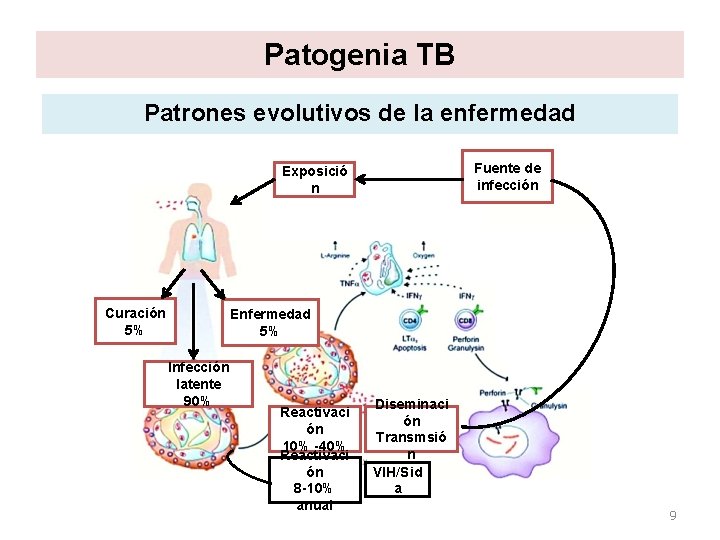 Patogenia TB Patrones evolutivos de la enfermedad Fuente de infección Exposició n Curación 5% Patogenia TB Patrones evolutivos de la enfermedad Fuente de infección Exposició n Curación 5%