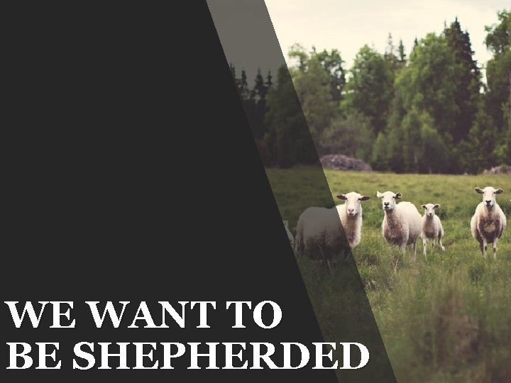 WE WANT TO BE SHEPHERDED 