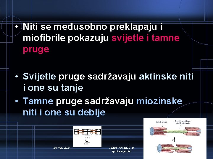  • Niti se međusobno preklapaju i miofibrile pokazuju svijetle i tamne pruge •