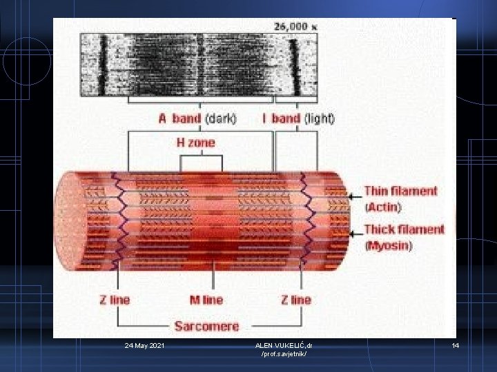 24 May 2021 ALEN VUKELIĆ, dr /prof. savjetnik/ 14 