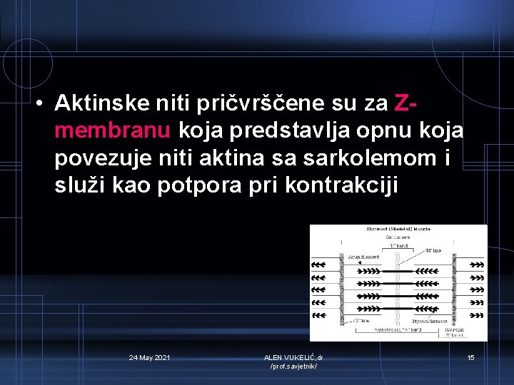  • Aktinske niti pričvrščene su za Zmembranu koja predstavlja opnu koja povezuje niti