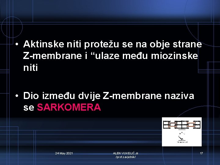  • Aktinske niti protežu se na obje strane Z-membrane i “ulaze među miozinske