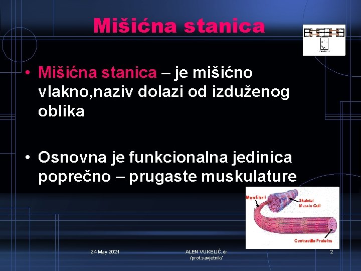 Mišićna stanica • Mišićna stanica – je mišićno vlakno, naziv dolazi od izduženog oblika