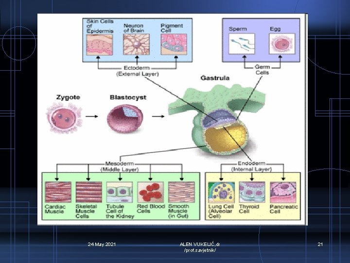 24 May 2021 ALEN VUKELIĆ, dr /prof. savjetnik/ 21 