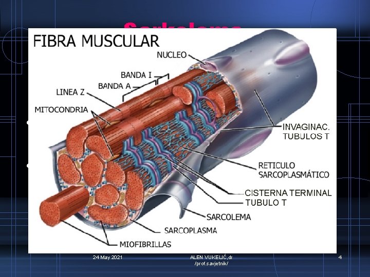 Sarkolema • Je stanična membrana mišićnog vlakna • Semipermeabilna je. 24 May 2021 ALEN