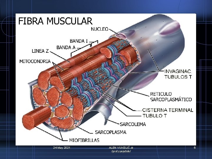 24 May 2021 ALEN VUKELIĆ, dr /prof. savjetnik/ 6 