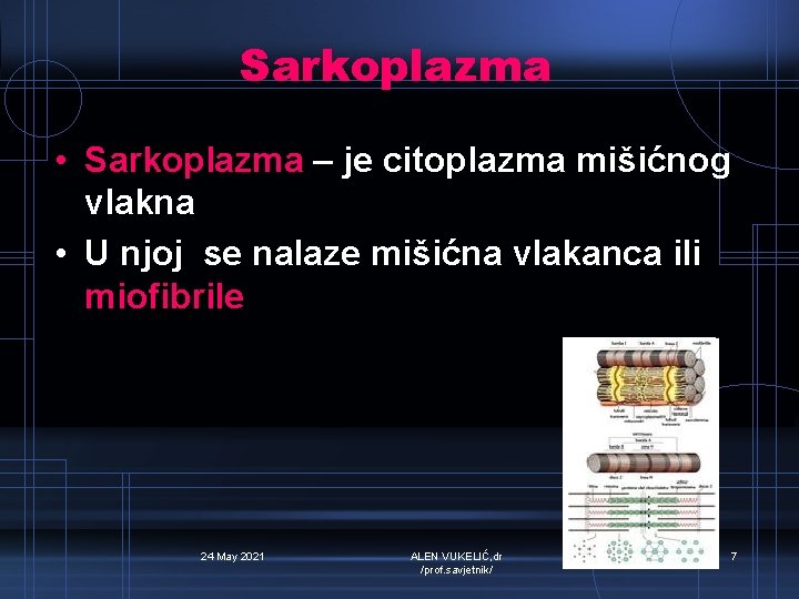 Sarkoplazma • Sarkoplazma – je citoplazma mišićnog vlakna • U njoj se nalaze mišićna