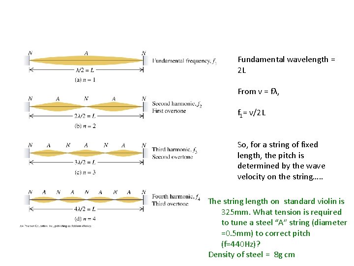 Fundamental wavelength = 2 L From v = fλ, f 1= v/2 L So,