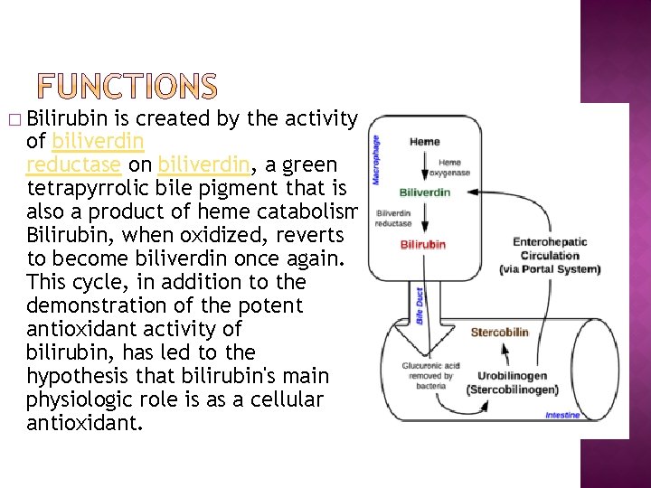 � Bilirubin is created by the activity of biliverdin reductase on biliverdin, a green