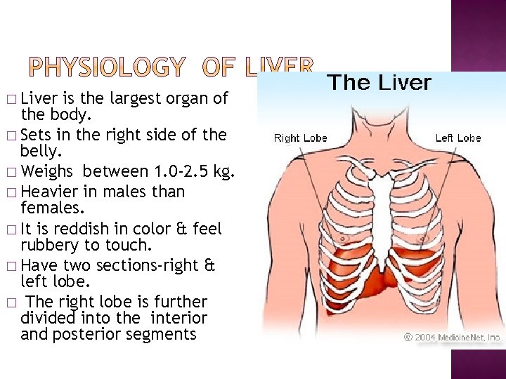 � Liver is the largest organ of the body. � Sets in the right