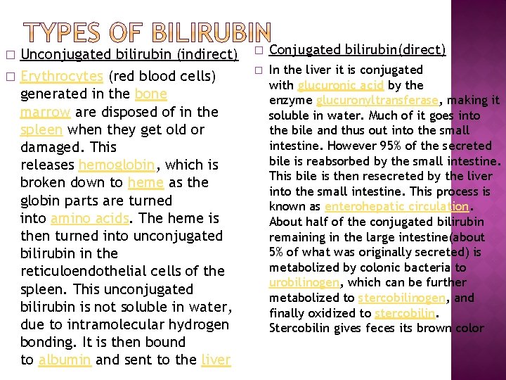 Unconjugated bilirubin (indirect) � Erythrocytes (red blood cells) generated in the bone marrow are