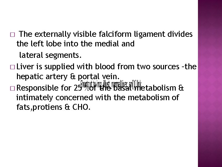 The externally visible falciform ligament divides the left lobe into the medial and lateral