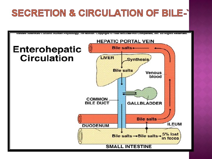 SECRETION & CIRCULATION OF BILE-` 