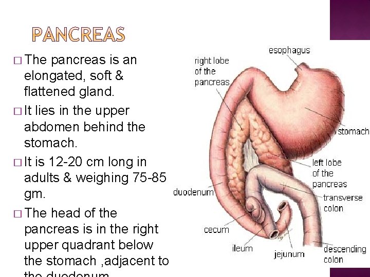 � The pancreas is an elongated, soft & flattened gland. � It lies in