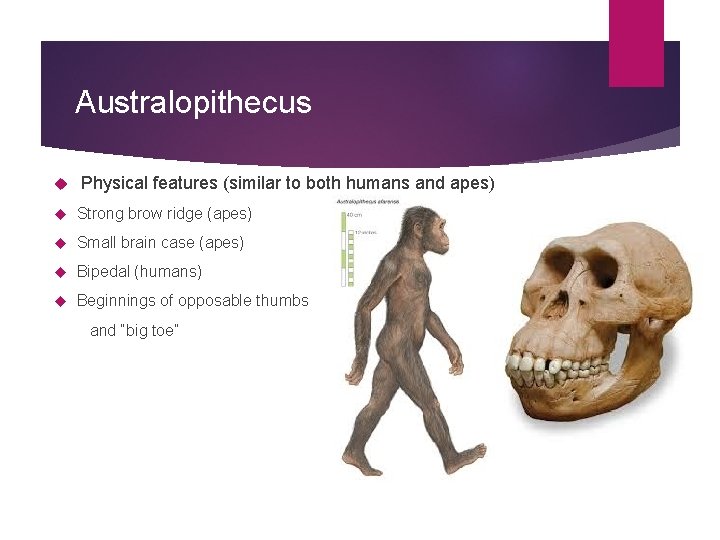 Australopithecus Physical features (similar to both humans and apes) Strong brow ridge (apes) Small
