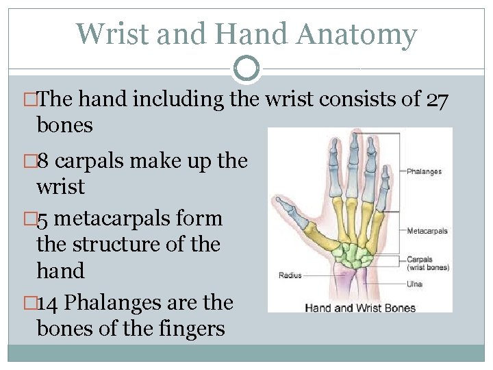 Wrist and Hand Anatomy �The hand including the wrist consists of 27 bones �