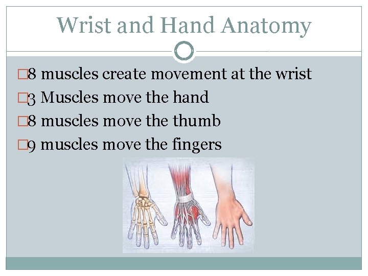 Wrist and Hand Anatomy � 8 muscles create movement at the wrist � 3