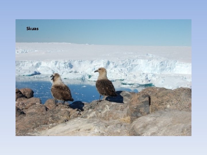 Skuas 