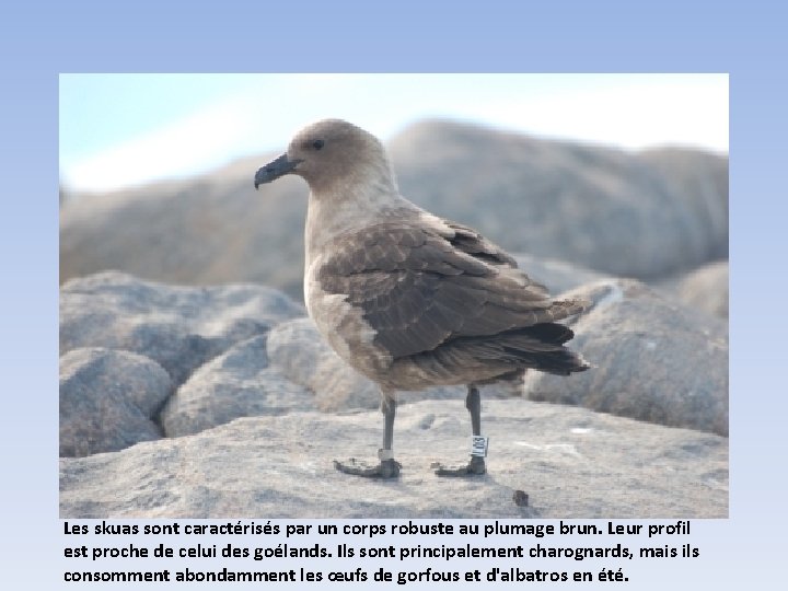 Les skuas sont caractérisés par un corps robuste au plumage brun. Leur profil est