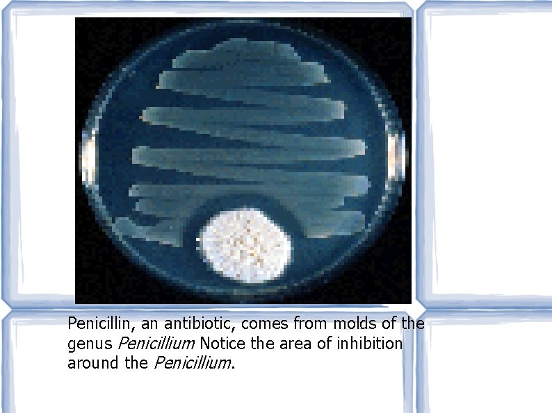 Penicillin, an antibiotic, comes from molds of the genus Penicillium Notice the area of