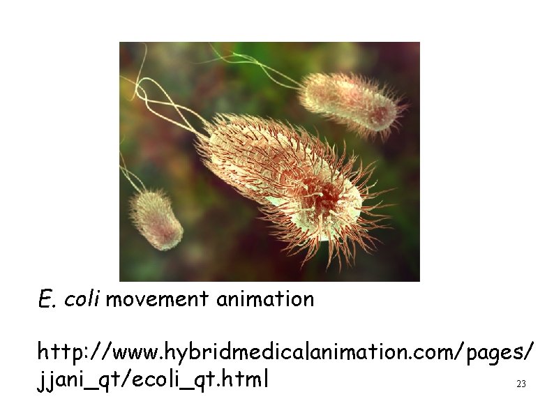 E. coli movement animation http: //www. hybridmedicalanimation. com/pages/ jjani_qt/ecoli_qt. html 23 
