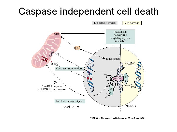 Caspase independent cell death TRENDS in Pharmacological Sciences Vol. 25 No. 5 May 2004