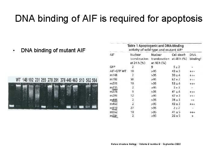 DNA binding of AIF is required for apoptosis • DNA binding of mutant AIF