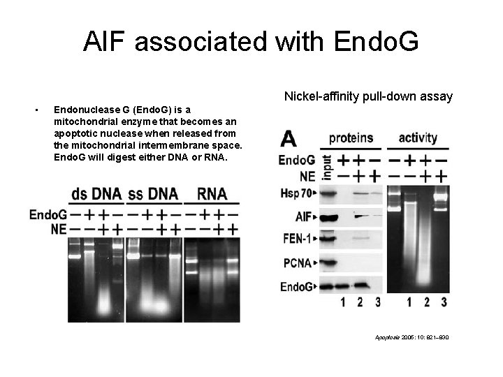 AIF associated with Endo. G Nickel-affinity pull-down assay • Endonuclease G (Endo. G) is