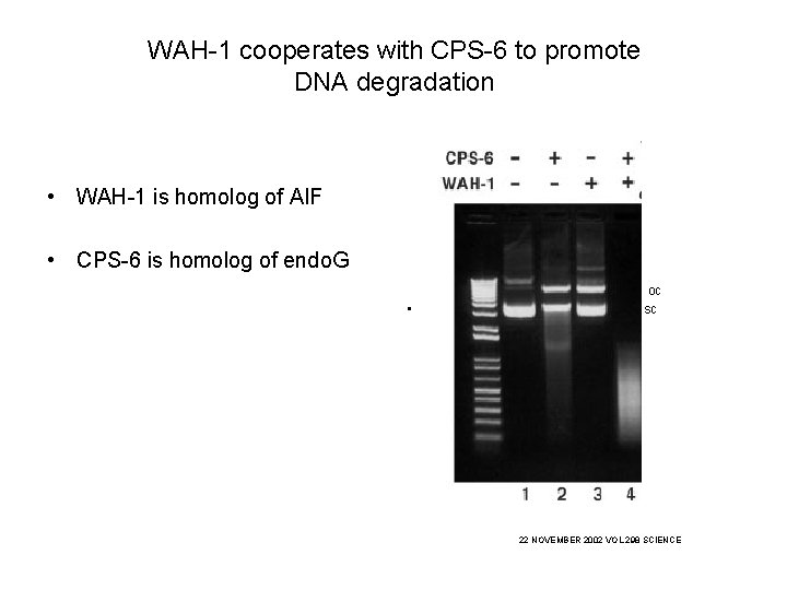 WAH-1 cooperates with CPS-6 to promote DNA degradation • WAH-1 is homolog of AIF