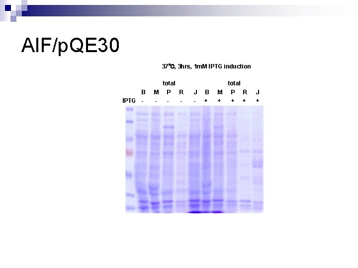 AIF/p. QE 30 37℃, 3 hrs, 1 m. M IPTG induction B IPTG -