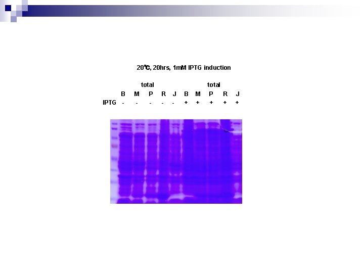 20℃, 20 hrs, 1 m. M IPTG induction B IPTG - total M P