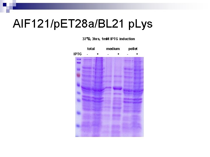 AIF 121/p. ET 28 a/BL 21 p. Lys 37℃, 3 hrs, 1 m. M
