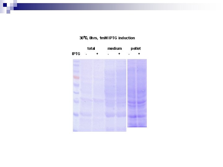 30℃, 8 hrs, 1 m. M IPTG induction total IPTG - + medium +