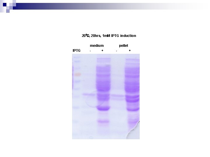 20℃, 20 hrs, 1 m. M IPTG induction IPTG medium + pellet - +