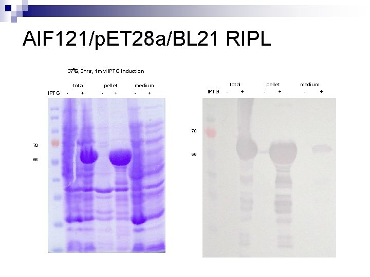 AIF 121/p. ET 28 a/BL 21 RIPL 37℃, 3 hrs, 1 m. M IPTG