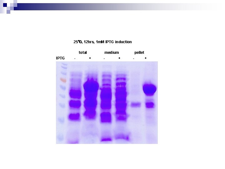 25℃, 12 hrs, 1 m. M IPTG induction total IPTG - + medium +