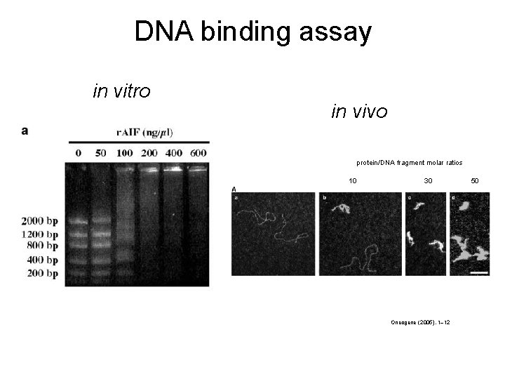 DNA binding assay in vitro in vivo protein/DNA fragment molar ratios 10 30 Oncogene