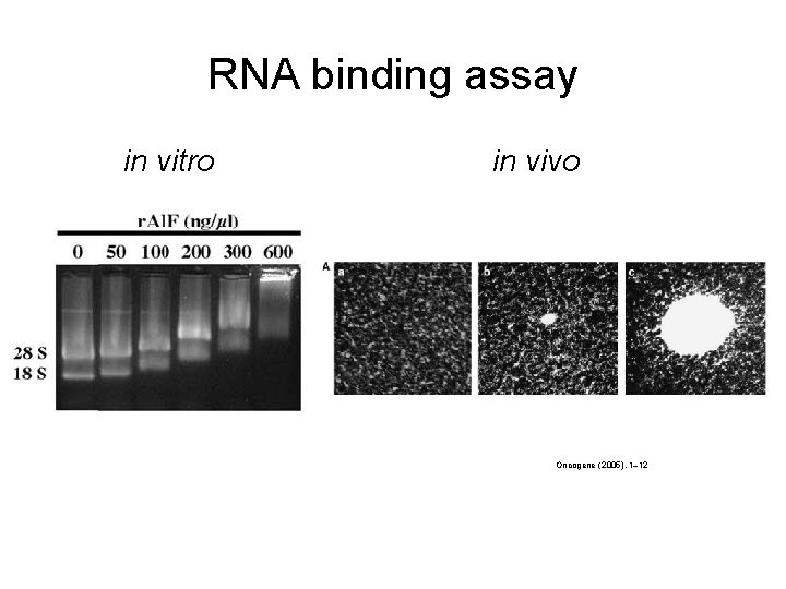 RNA binding assay in vitro in vivo Oncogene (2005), 1– 12 