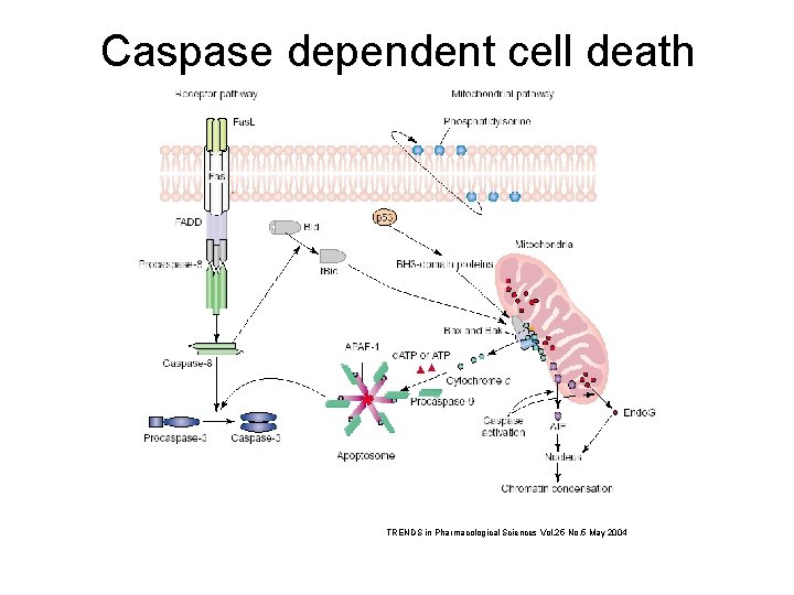 Caspase dependent cell death TRENDS in Pharmacological Sciences Vol. 25 No. 5 May 2004