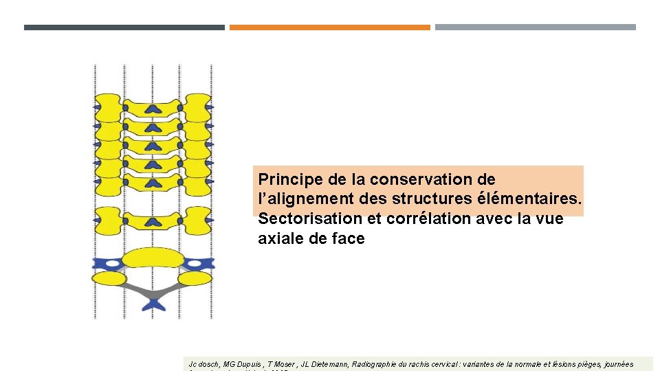 Principe de la conservation de l’alignement des structures élémentaires. Sectorisation et corrélation avec la Principe de la conservation de l’alignement des structures élémentaires. Sectorisation et corrélation avec la