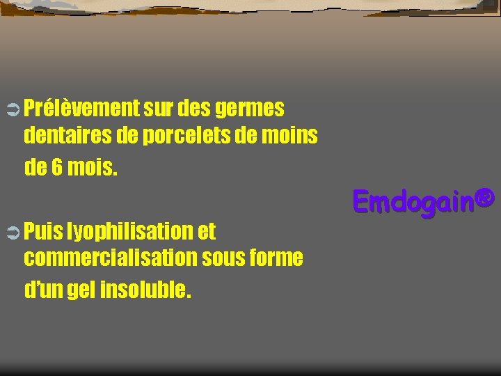 Ü Prélèvement sur des germes dentaires de porcelets de moins de 6 mois. Ü