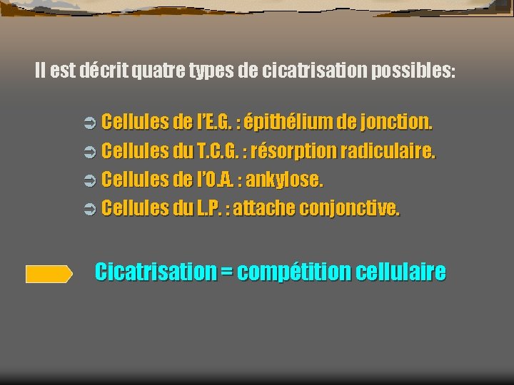 Il est décrit quatre types de cicatrisation possibles: Ü Cellules de l’E. G. :